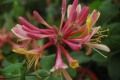 120_lonicera_brownii_dromore_sc.jpg