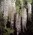 120_wisteria_alba.jpg